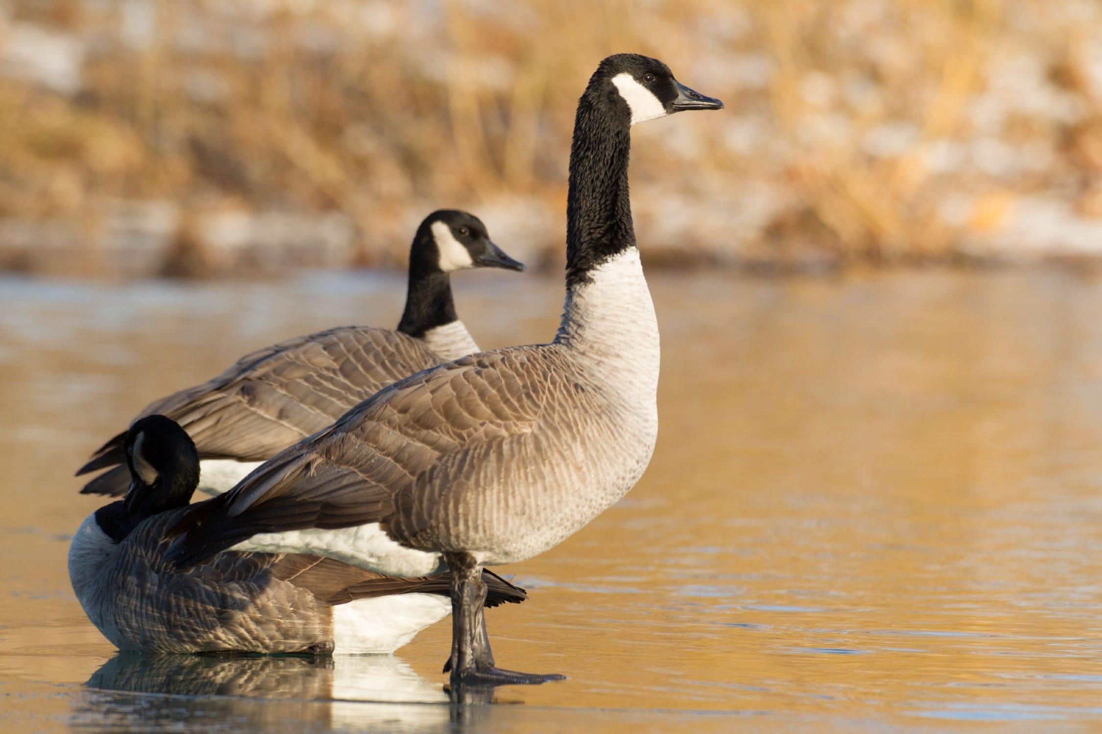 canada goose branta canadensis 80